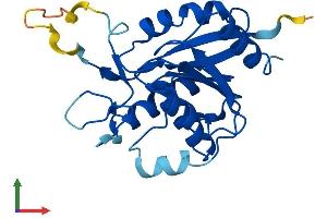 AlphaFold protein structure predicition of Human Recombinant OVCA2 Protein, UniprotID Q8WZ82