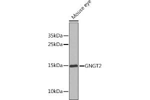 Western blot analysis of extracts of Mouse eye, using GNGT2 Rabbit pAb (ABIN6131710, ABIN6141243, ABIN6141245 and ABIN6225124) at 1:1000 dilution.