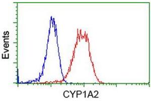Flow Cytometry (FACS) image for anti-Cytochrome P450, Family 1, Subfamily A, Polypeptide 2 (CYP1A2) antibody (ABIN1497715) (CYP1A2 anticorps)
