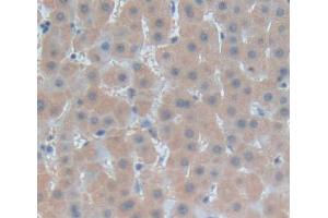 Used in DAB staining on fromalin fixed paraffin- embedded liver tissue