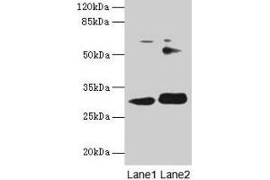 Western blot All lanes: ITM2A antibody at 0. (ITM2A anticorps  (AA 79-263))