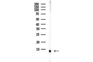 Western blot analysis of lysates from MCF7 cells(heat-shock,45 min treatment), using MIF Antibody at 1/1000 dilution.