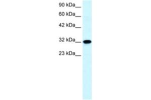 Western Blotting (WB) image for anti-Aquaporin 7 (AQP7) antibody (ABIN2460582) (Aquaporin 7 anticorps)