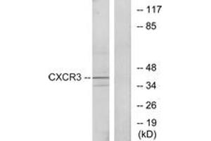 Western blot analysis of extracts from K562 cells, using CXCR3 Antibody. (CXCR3 anticorps  (AA 161-210))