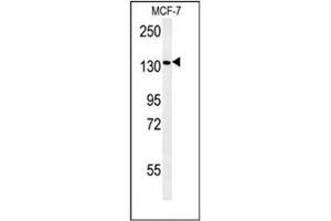 Western blot analysis of Peroxin 1 / PEX1 Antibody (Center) in MCF-7 cell line lysates (35ug/lane). (PEX1 anticorps  (Middle Region))