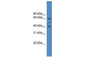 Western Blot showing UBL7 antibody used at a concentration of 1-2 ug/ml to detect its target protein. (UBL7 anticorps  (N-Term))