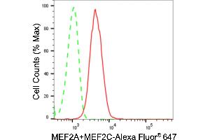 Flow cytometric analysis of MEF2A+MEF2C expression in H9c2 cells using MEF2A+MEF2C antibody (ABIN7799353), 1:2,000). (Recombinant MEF2A+MEF2C anticorps)