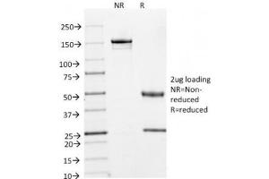 SDS-PAGE Analysis of Purified, BSA-Free Cyclin A2 Antibody (clone E67). (Cyclin A anticorps)