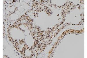 ABIN6279002 at 1/100 staining Rat lung tissue by IHC-P. (POU3F3 anticorps  (N-Term))