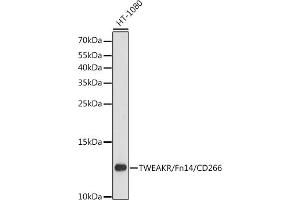 Western blot analysis of extracts of HT-1080 cells, using TWEAKR/Fn14/CD266 antibody (ABIN6127590, ABIN6149315, ABIN6149316 and ABIN6216956) at 1:3000 dilution. (TNFRSF12A anticorps  (AA 28-129))