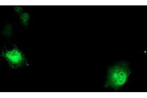 Anti-DTNB mouse monoclonal antibody (ABIN2455583) immunofluorescent staining of COS7 cells transiently transfected by pCMV6-ENTRY DTNB (RC203798). (Dystrobrevin beta anticorps)