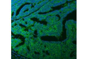 IF analysis of SLC40A1 using anti-SLC40A1 antibody (ABIN7599484).