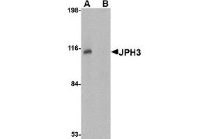 Western Blotting (WB) image for anti-Junctophilin 3 (JPH3) (Middle Region) antibody (ABIN1030970)