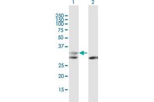 Western Blot analysis of PGP expression in transfected 293T cell line by PGP MaxPab polyclonal antibody.