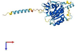 C1GALT1-Specific Chaperone 1 Like (C1GALT1C1L) (AA 1-315) protein (His tag)