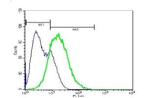Mouse spleen cells probed with Rabbit Anti-Eph receptor A7 Polyclonal Antibody .