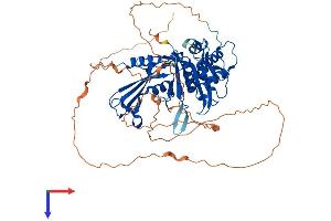 AlphaFold protein structure predicition of Human Recombinant USP21 Protein, UniprotID Q9UK80