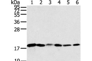Western Blot analysis of Human colon sigmoideum cancer and colon cancer tissue, Mouse lung and Human normal colon tissue, lovo and hela cell using SNX3 Polyclonal Antibody at dilution of 1:250 (Sorting Nexin 3 anticorps)