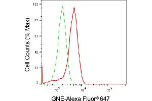 Flow cytometric analysis of GNE expression in HeLa cells using GNE antibody (ABIN7798730), 1:(ABIN7798691). (Recombinant GNE anticorps)