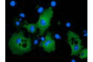 Anti-PIK3AP1 mouse monoclonal antibody (ABIN2453462) immunofluorescent staining of COS7 cells transiently transfected by pCMV6-ENTRY PIK3AP1 (RC214125). (PIK3AP1 anticorps)