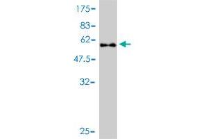 Western Blot detection against Immunogen (55.