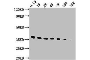 Western Blot Positive WB detected in: E-tagged fusion protein All lanes: E-Tag antibody at 1:5000, 1:10000, 1:20000, 1:40000, 1:80000, 1:160000, 1:320000 Secondary Goat polyclonal to Mouse IgG at 1/10000 dilution Predicted band size: 36 kDa Observed band size: 36 kDa (E Tag anticorps)