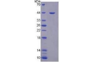Image no. 1 for Paraoxonase 3 (PON3) (AA 2-354) (Active) protein (His tag) (ABIN5665890) (PON3 Protein (AA 2-354) (His tag))