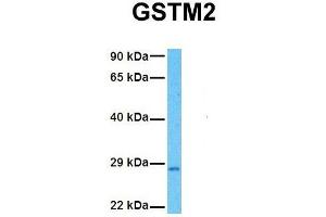 Host:  Rabbit  Target Name:  GSTM2  Sample Tissue:  Human Fetal Liver  Antibody Dilution:  1. (GSTM2 anticorps  (N-Term))