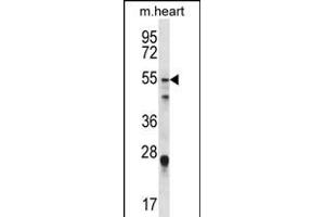 FOXO6 Antibody (Center) (ABIN1881351 and ABIN2845586) western blot analysis in mouse heart tissue lysates (35 μg/lane). (Foxo6 anticorps  (AA 154-181))