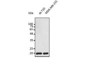 Anti-BAX Ab at 1:2,500 dilution, 50 µg of total protein per Iane, rabbit polyclonal to goat lgG (HRP) at 1/10,000 dilution,