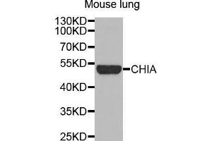 Western Blotting (WB) image for anti-Chitinase, Acidic (CHIA) (AA 1-368) antibody (ABIN1679217) (CHIA anticorps  (AA 1-368))