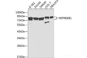 Western blot analysis of extracts of various cell lines using HSP90AB1 Polyclonal Antibody at dilution of 1:1000. (HSP90AB1 anticorps)