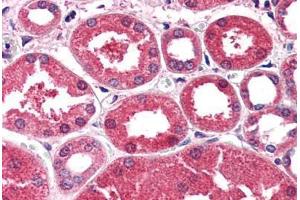 Human Kidney (formalin-fixed, paraffin-embedded) stained with AKR1A1 antibody ABIN351467 at 2. (AKR1A1 anticorps  (AA 313-325))