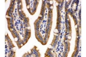 IHC testing of FFPE mouse intestine with CDCP1 antibody. (CDCP1 anticorps)