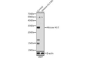 Western blot analysis of extracts of 293T cells, using Histone H1.