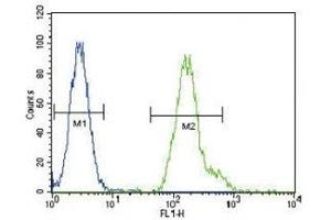 CEBPA antibody flow cytometric analysis of HeLa cells (green) compared to a negative control (blue).