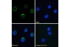 Immunofluorescence staining of fixed human peripheral blood monocytes (PBMs) with anti-Integrin beta-7 antibody FIB27. (Recombinant Integrin beta 7 anticorps)