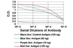 ELISA analysis of KHDRBS2 monoclonal antibody, clone 7G8C10  at 1:10000 dilution. (KHDRBS2 anticorps  (AA 160-349))