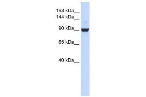 DHX34 antibody used at 1 ug/ml to detect target protein.
