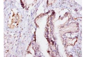 Immunohistochemistry of paraffin-embedded human prostate tissue using ABIN7152198 at dilution of 1:10