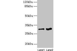 Western blot All lanes: FGFR1OP2 antibody at 6 μg/mL Lane 1: Mouse gonadal tissue Lane 2: Human placenta tissue Secondary Goat polyclonal to rabbit IgG at 1/10000 dilution Predicted band size: 30, 25, 21 kDa Observed band size: 30 kDa (FGFR1OP2 anticorps  (AA 1-172))