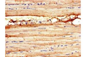 Immunohistochemistry of paraffin-embedded human skeletal muscle tissue using ABIN7160017 at dilution of 1:100 (MAP3K11 anticorps  (AA 536-693))