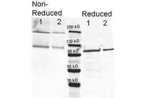 Western Blotting (WB) image for Hamster Complement (Lyophilized) With Diluent (ABIN925155)