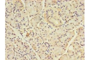 Immunohistochemistry of paraffin-embedded human pancreatic tissue using ABIN7144122 at dilution of 1:100