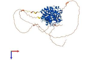 AlphaFold protein structure predicition of Mouse Recombinant Dyrk3 Protein, UniprotID Q922Y0