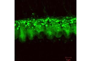 Immunostaining of cochlear inner hair cells from 3 weeks old rats. (DNAJC5 anticorps  (C-Term))