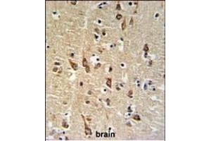 SGTB Antibody (N-term) (ABIN651267 and ABIN2840162) IHC analysis in formalin fixed and paraffin embedded human brain tissue followed by peroxidase conjugation of the secondary antibody and DAB staining.