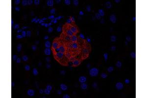 Indirect immunostaining of PFA-fixed paraffin embedded mouse pancreas section (dilution 1 : 200). (Complexin 1, 2 (AA 45-81) anticorps)