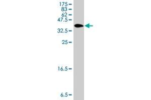 Western Blot detection against Immunogen (36.