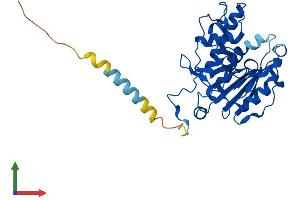 AlphaFold protein structure predicition of Mouse Recombinant Abo Protein, UniprotID P38649